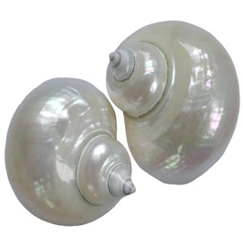 iao.v.p 2pcs Shiny Shells, XXL Size Opening 1.9-2.1" Natural Hermit Crab Sea Conch, Turbo Seashells for Hermit Crab Supplies and Beach Decoration, Polished White Jade Turbo Sea Shell, Length 3.5-3.7"