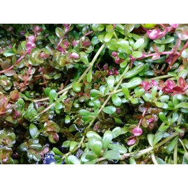High quality Bacopa Monnieri Moneywort Freshwater Live Aquarium Plants 25+