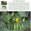 Spacemaster Cucumber Seeds, 100+ Heirloom Seeds Per Packet, (Isla's Garden