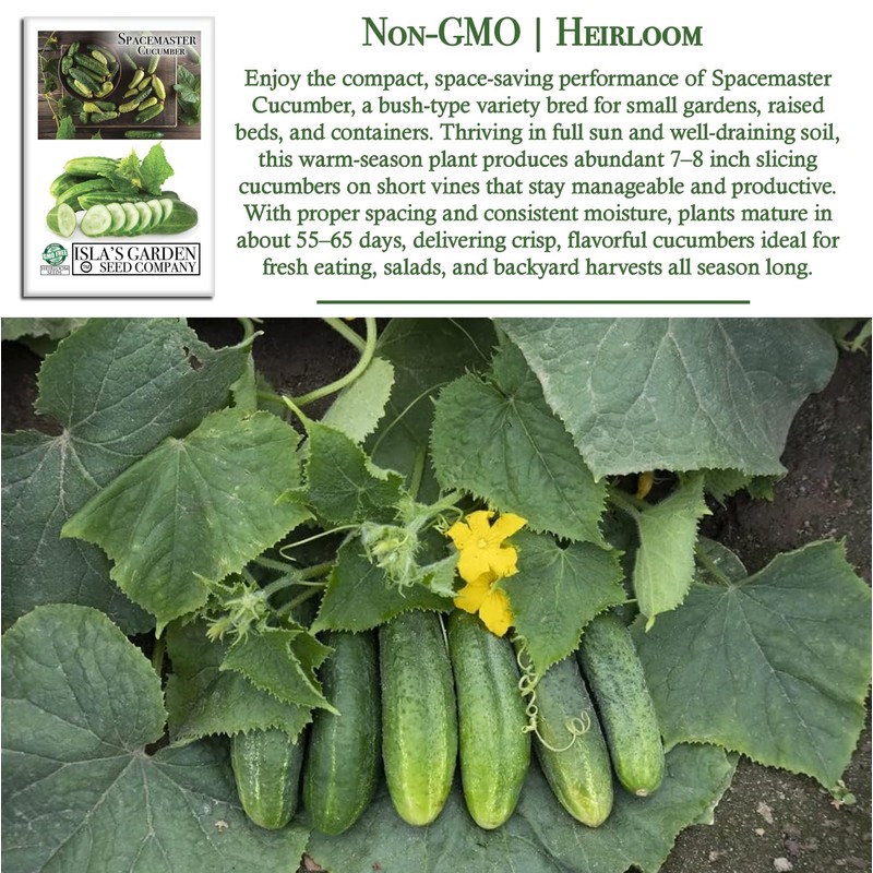 Spacemaster Cucumber Seeds, 100+ Heirloom Seeds Per Packet, (Isla's Garden