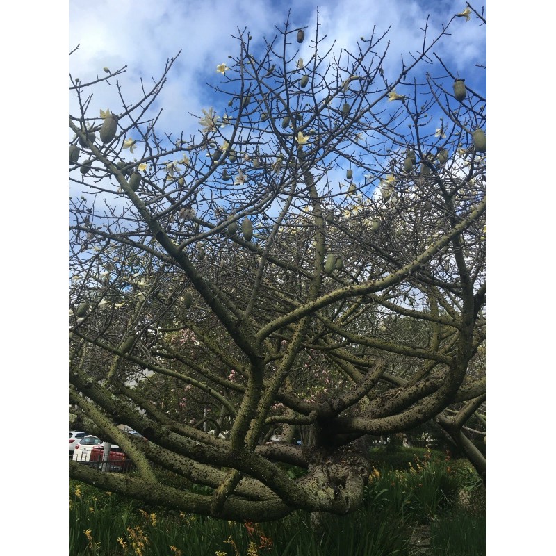 Tree Silk Floss Tree bottle kapok Cactus Ant Thorn Bonsai