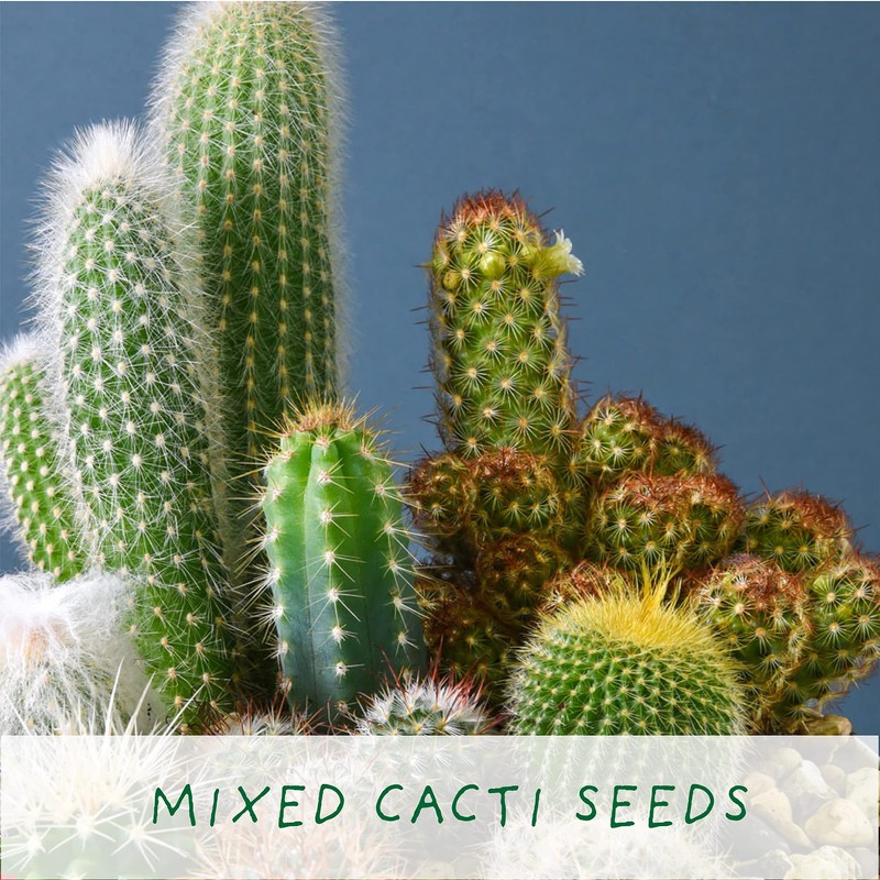 Cactus Luxury Grow Kit, The Plant Gift Co. Percy Pricklebum
