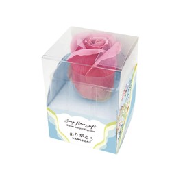 Honyarado BTP25947 Bath Petals Pink Mini