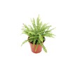 Lemon Buttons Fern - 4'' from California Tropicals