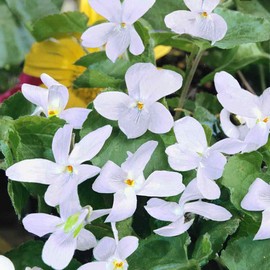 Outsidepride Perennial Sweet Violet Reine De Neiges Violoa Odorata Garden Flowers - 100 Seeds