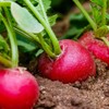 TomorrowSeeds - German Giant Radish Seeds - 300+ Count -