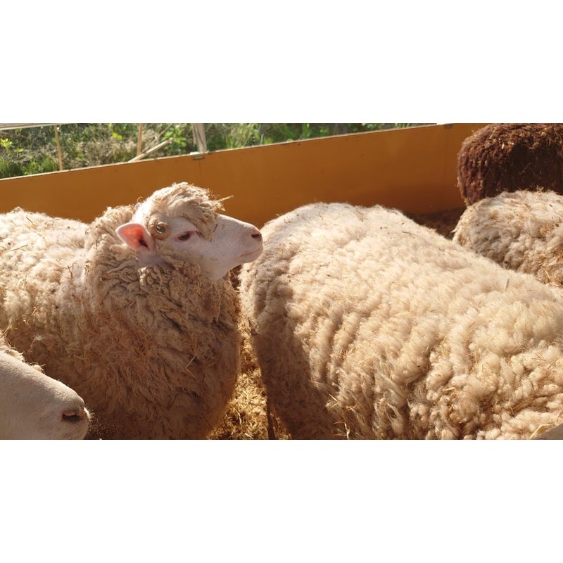 VALOMETZ MOISTURISER Moisturizing Cream 1.8 oz (50 g)