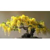 10 Golden Shower Bonsai Tree Seeds for Planting