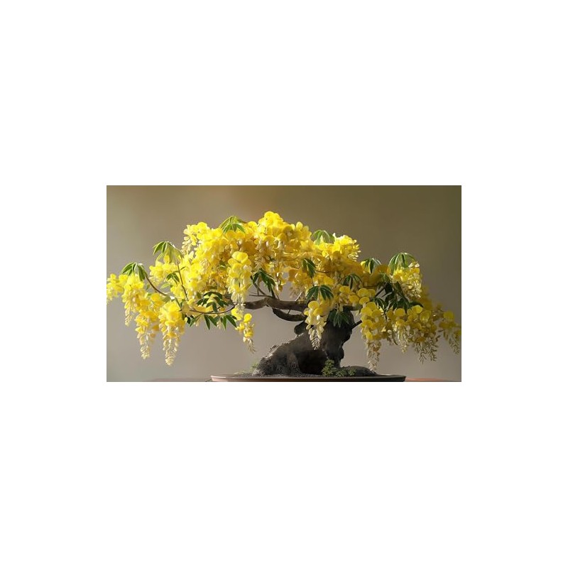10 Golden Shower Bonsai Tree Seeds for Planting