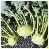 Everwilde Farms - 1/4 Lb White Vienna Kohlrabi Seeds - Gold Vault