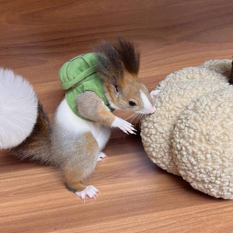 Cute Squirrel Costumes Turtle Shell Kawaii Squirrel Clothes for Small