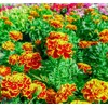 French Marigold Seeds for Planting - Plant & Grow Heirloom