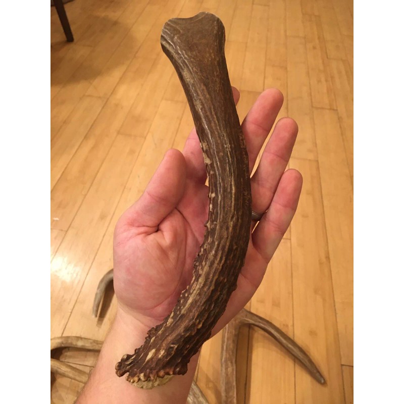 Unbranded Huge COLOSSAL JUMBO CHEWS Whole Deer Antler Dog Chew
