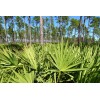 Pure Herbs: Saw Palmetto - 4 oz.