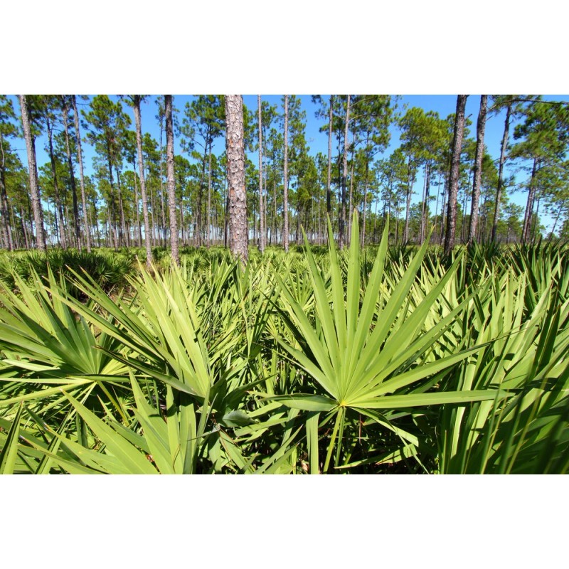 Pure Herbs: Saw Palmetto - 4 oz.