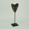 CONTRAST LIVING Mounted Giant 6 Inch Megalodon Shark Tooth Fossil