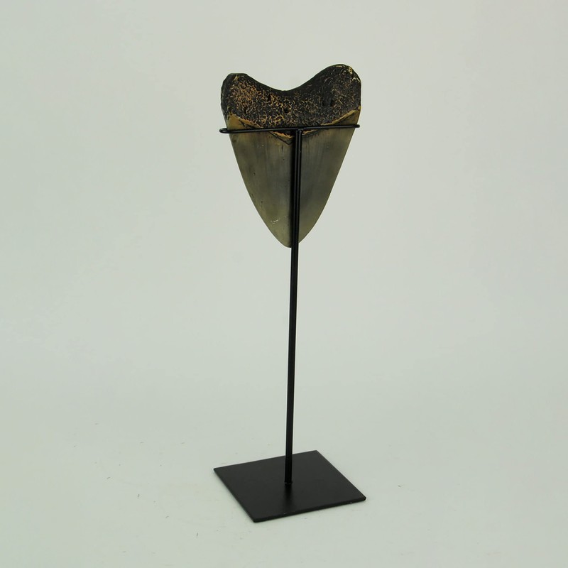CONTRAST LIVING Mounted Giant 6 Inch Megalodon Shark Tooth Fossil