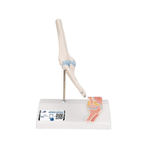 Mini size elbow joint model for easy handling, articulating movable - Elbow joint mini model, with cross-section relief stand - 3B Scientific