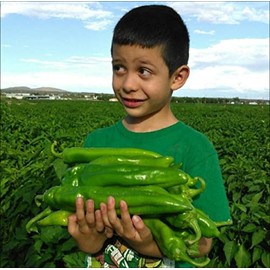 PAPAW'S GARDEN SUPPLY LLC. Helping The Next Generation Grow! Hatch Certified Big Jim Hot Pepper Seeds, Non-GMO, 1 Pack of 20 Vegetable Seeds