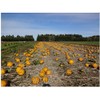 Hokkaido Tokachi Pepo Pumpkin Seeds (Roasted), 1.4 oz (40 g),