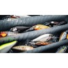 Rapala, Shad Rap Elite Fishing Tackle with Balsa Construction (Lead