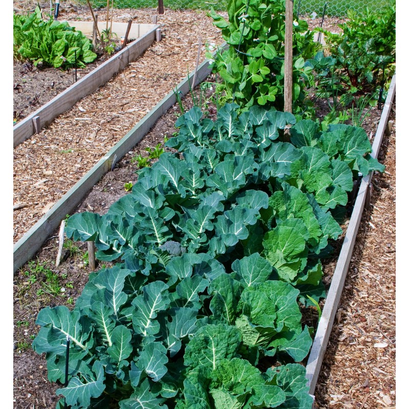 Soil Vigor Potassium Polyacrylate Super Absorbent Polymer 5 Pounds