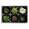 The Hydroponic City Seed Starter Tray, 1440 Cells (240 Trays
