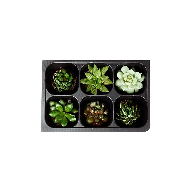 The Hydroponic City Seed Starter Tray, 1440 Cells (240 Trays