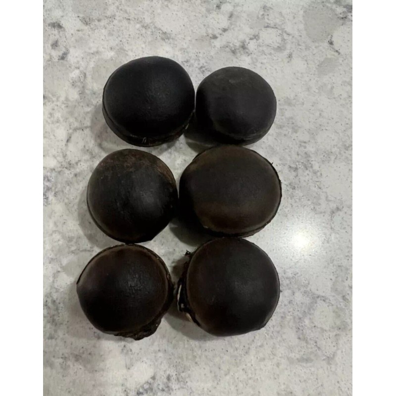 6 bulls eye seed, religion ifa, 6 semilla de Ojo