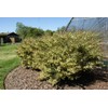 Ligustrum Japonicum Jack Frost Privet - 3 Live Plants -