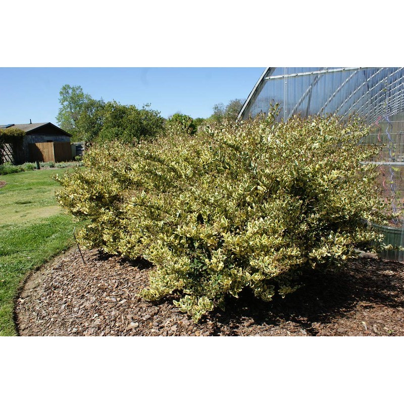 Ligustrum Japonicum Jack Frost Privet - 3 Live Plants -