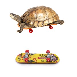 JoyHuaTrade 2 PCS Turtle Skateboard, Funny Real Turtle Skateboard, Pet Playing and Training Mini Toy Accessories for Bearded Dragon Parrot Reptile Small Animals, 3.7 x 1 Inch