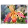 Orchid - A Flower Wonder (Wall Calendar 2026 DIN A3