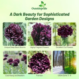 Outsidepride Peony Black Poppy Seeds for Planting - 5000 Pcs Annual, Drought-Tolerant & Easy to Grow Wildflower Seeds with Vibrant Dark Burgandy Blooms for Landscaping, & Pollinator Garden