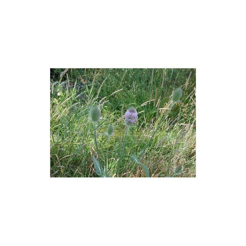 Common Teasel Dipsacus Fullonum Flower (50) Seeds