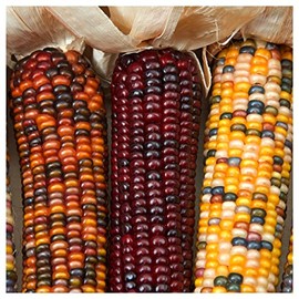 Everwilde Farms - 1 Lb Wampum Ornamental Corn Seeds - Gold Vault