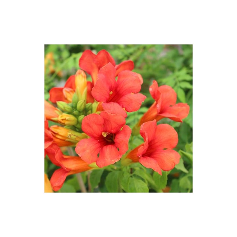 20+ Hummingbird Trumpet Vine Plant Seeds