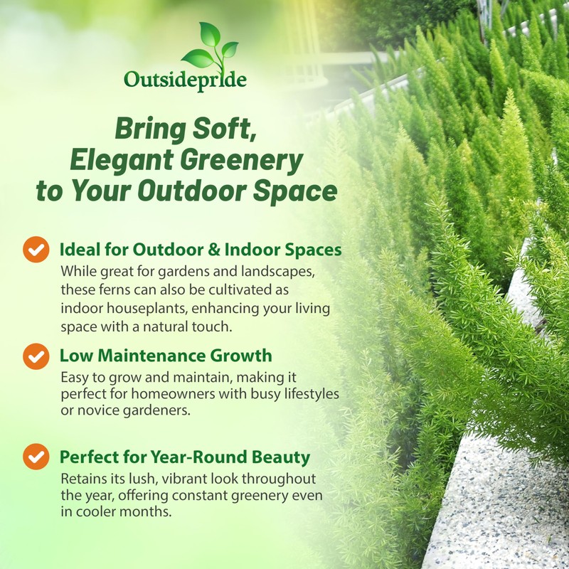 Outsidepride Meyeri Asparagus Fern Seeds - 20 Pcs. Perennial, Easy