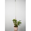 Sersberg Chain for Hanging Plants,21 Inch Gold Hanging Chain, Small