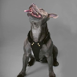 TUGBY XS/S/M/L/XL/XXL Dog Leather Harness Sets with Matching Dog Lead (Black, XL)