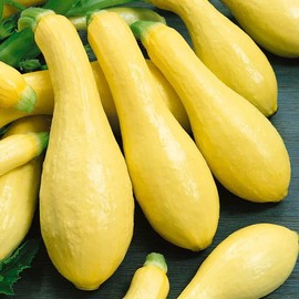Park Seed Early Prolific Straightneck Squash Seeds, Pack of 20 Seeds