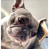 PAW WAVE Buzz Therapeutic Brush Vibration Pet Massager for Dogs