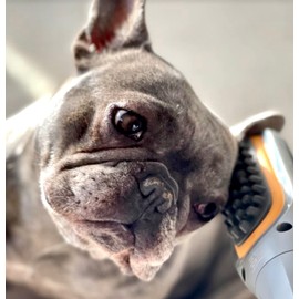 PAW WAVE Buzz Therapeutic Brush Vibration Pet Massager for Dogs and Cats Designed to Help Soothe Tension, Increase Circulation and Relieve Tight Muscles