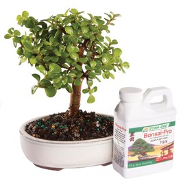 Brussel's Live Dwarf Jade Indoor Bonsai Tree - 4 Years Old; 4" to 6" Tall with Decorative Container & Bonsai Pro Fertilizer