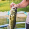 MadBite Ned Rig - Kit de anzuelos para señuelos Suaves
