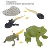 Frog Model 5 pcs Secret to Frog! Growth Cycle Figure,