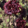 Outsidepride Double Hollyhock Seeds - 100 Pcs Perennnial Maroon Heirloom,