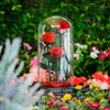 uxcell Cloche Glass Dome, 3.5" x 7" Decorative Glass Display
