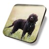 1 x Square Coaster - Irish Water Spaniel Dog Puppy