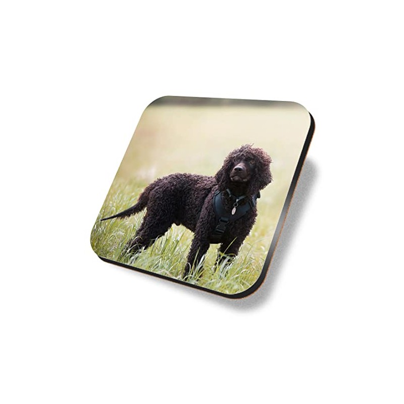 1 x Square Coaster - Irish Water Spaniel Dog Puppy